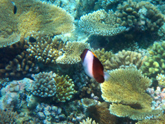 Hemitaurichthys zoster