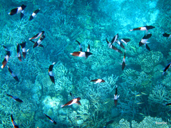 Hemitaurichthys zoster