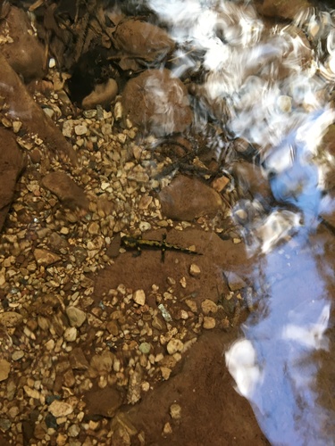 Salamandra salamandra