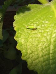 Versigonalia vermiculata