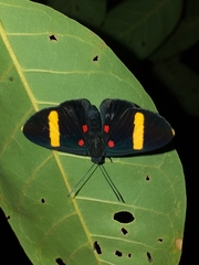 Melanis electron pronostriga