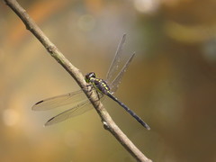 Agrionoptera longitudinalis biserialis