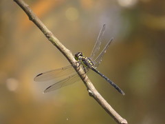 Agrionoptera longitudinalis biserialis