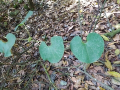 Aristolochia ringens