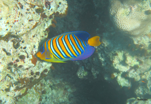 Regal Angelfish — seen at this dive site