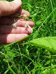 Eriophorum viridicarinatum