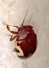 Chelonarium ornatum