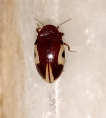Chelonarium ornatum