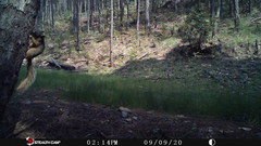 Sciurus nayaritensis