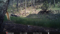 Sciurus nayaritensis