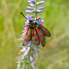 Zygaena centaureae