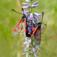 Zygaena centaureae