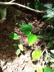 Epipremnum aureum