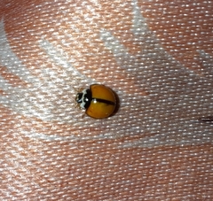 Coccinellidae