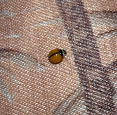Coccinellidae