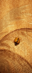 Coccinellidae