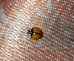 Coccinellidae