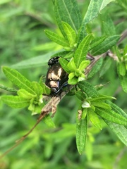 Chrysolina aurichalcea