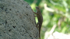 Sceloporus hunsakeri