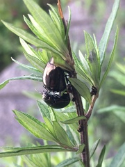 Chrysolina aurichalcea