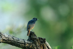 Phoenicurus ochruros rufiventris