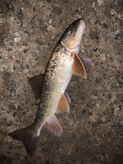 Catostomus