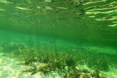 Atherinosoma microstoma