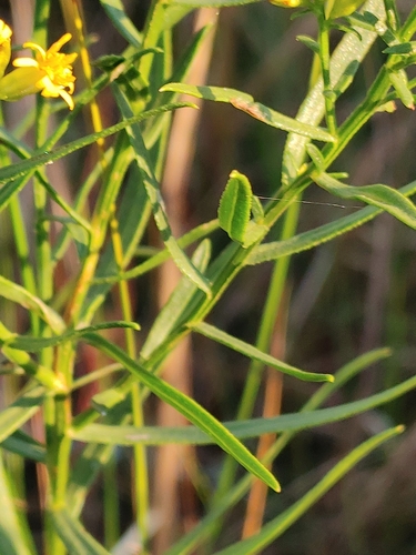 Image of Euthamia weakleyi by (c) Scott Allen Davis, some rights reserved (CC BY)