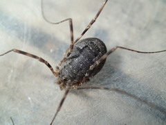 Leptobunus