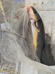 Catostomus latipinnis