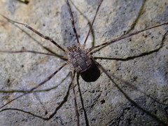 Leptobunus
