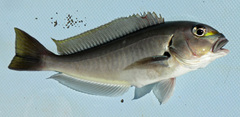 Caulolatilus affinis