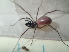 Oskoron spinosus