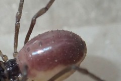 Oskoron spinosus