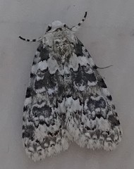 Bryophila domestica