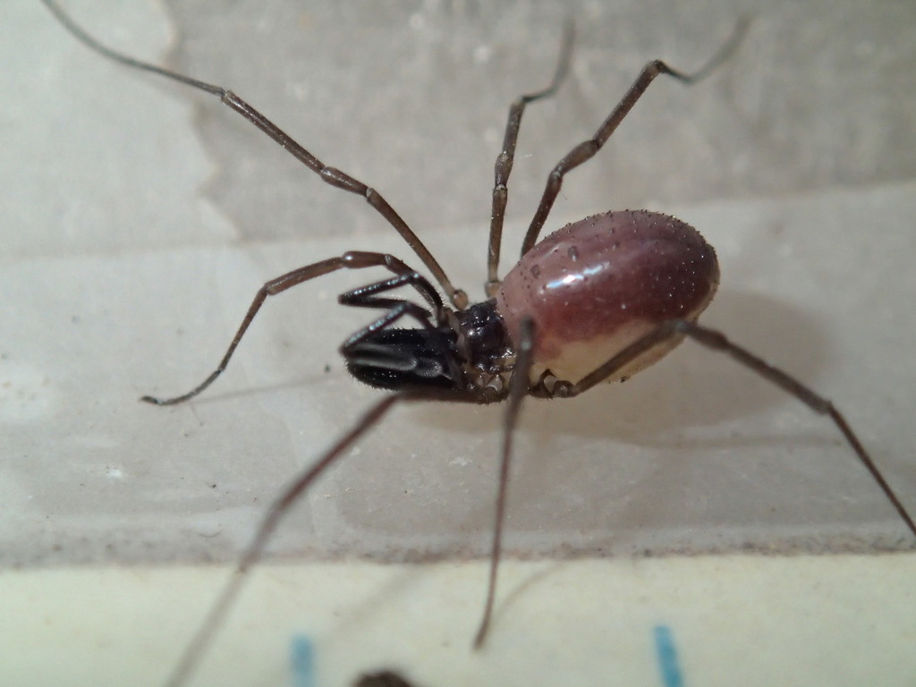 Oskoron