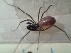 Oskoron spinosus