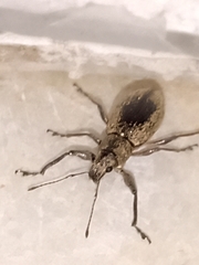 Naupactus versatilis