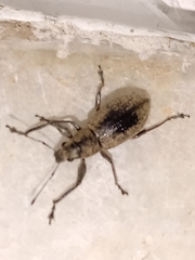 Naupactus versatilis