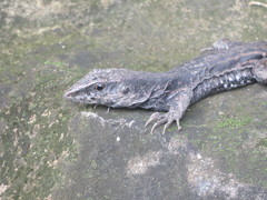 Ameiva fuliginosa