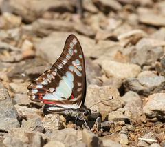 Graphium eurypylus