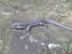 Ameiva fuliginosa
