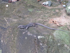 Ameiva fuliginosa