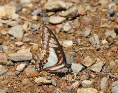 Graphium eurypylus
