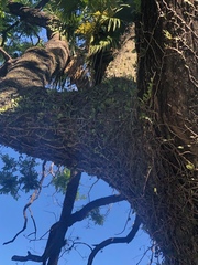 Microgramma mortoniana