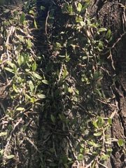 Microgramma mortoniana