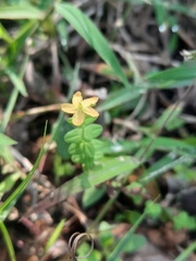 Hypericum japonicum