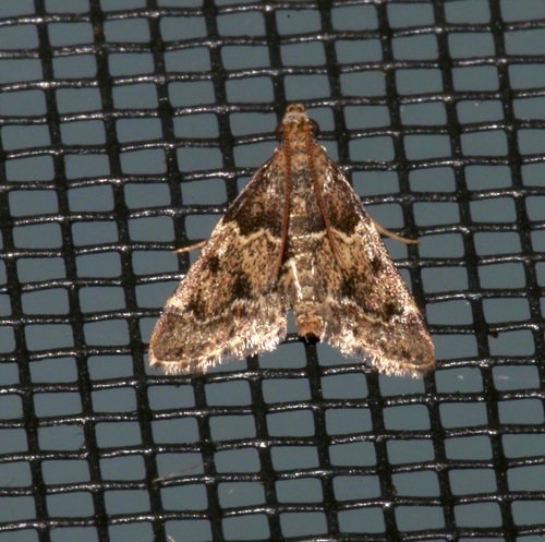 Tropical Meal Moth