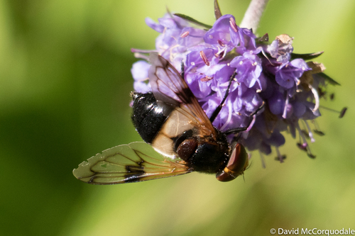 Kamaniškoji žiedmusė nuotrauka