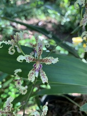 Cyrtochilum ramosissimum